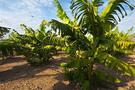 simsearch:400-06521455,k - Banana Plantation on the Golan Heights Fotografie stock - Microstock e Abbonamento, Codice: 400-06530932