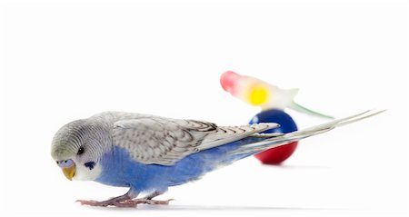 simsearch:400-06758392,k - Blue parakeet with toy Photographie de stock - Aubaine LD & Abonnement, Code: 400-06554055