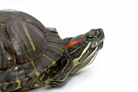 Small turtle on white background Stock Photo - Budget Royalty-Free & Subscription, Code: 400-06554058