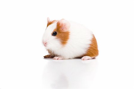 Red and white guinea pig on white background Photographie de stock - Aubaine LD & Abonnement, Code: 400-06554107