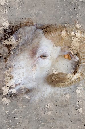 Artistic portrait with textured background, ram head with horns Stockbilder - Microstock & Abonnement, Bildnummer: 400-06554164