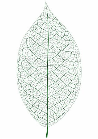 Layered vector illustration of Leaf Vein. Stock Photo - Budget Royalty-Free & Subscription, Code: 400-06554248