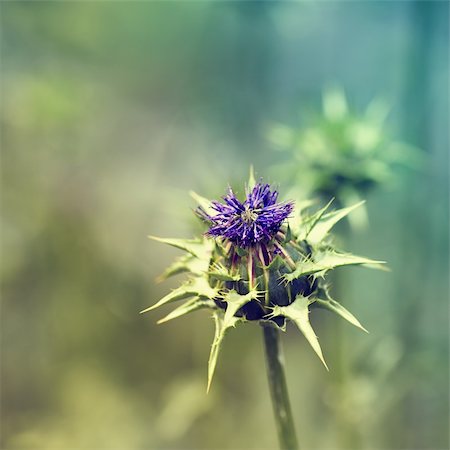 close up of a flowering thistle Stock Photo - Budget Royalty-Free & Subscription, Code: 400-06554441