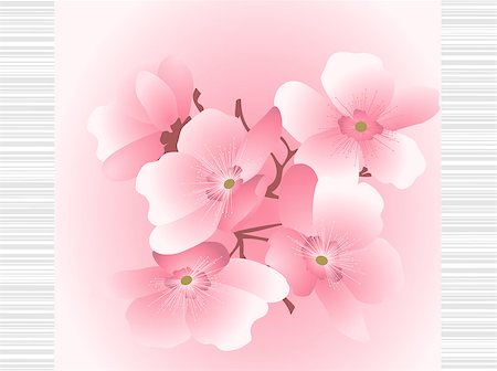 cherry flowers on a striped background Stock Photo - Budget Royalty-Free & Subscription, Code: 400-06554495