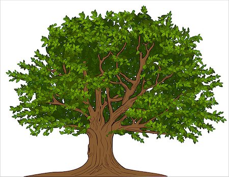 Vector illustration of big tree with thick trunk Stock Photo - Budget Royalty-Free & Subscription, Code: 400-06554535