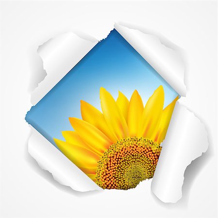 Sky And Sunflower Torn With Gradient Mesh, Vector Illustration Stock Photo - Budget Royalty-Free & Subscription, Code: 400-06554925