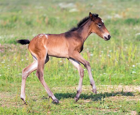 simsearch:400-07484967,k - Small (one week) colt running on meadow Stock Photo - Budget Royalty-Free & Subscription, Code: 400-06555434
