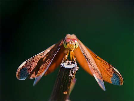 Red dragonfly resting on branch with green background. Selective focus on front. Foto de stock - Super Valor sin royalties y Suscripción, Código: 400-06555512