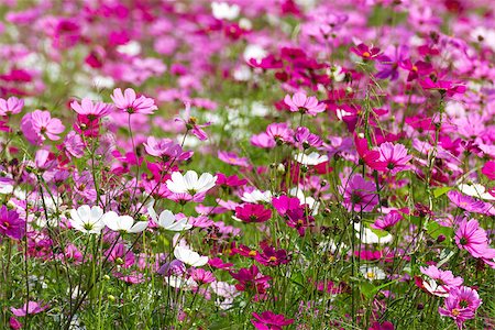 Field of White and Pink cosmos flowers  in Thailand Photographie de stock - Aubaine LD & Abonnement, Code: 400-06555609