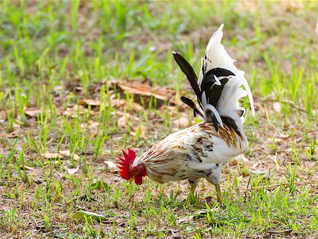 simsearch:400-06744649,k - White Bantam  on grass in Countryside from thailand Stock Photo - Budget Royalty-Free & Subscription, Code: 400-06555610