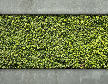 simsearch:400-05118067,k - Cement wall and green leaf for background Stock Photo - Budget Royalty-Free & Subscription, Code: 400-06555681