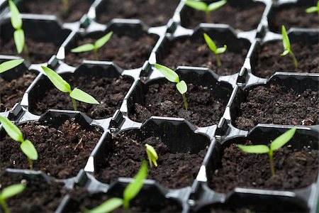 row of seeds - Many young seedlings in germination tray - closeup, shallow depth Stock Photo - Budget Royalty-Free & Subscription, Code: 400-06555704