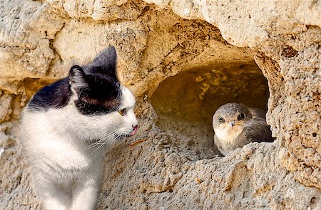 Cat hunts on a bird sitting in a nest Stock Photo - Budget Royalty-Free & Subscription, Code: 400-06555809