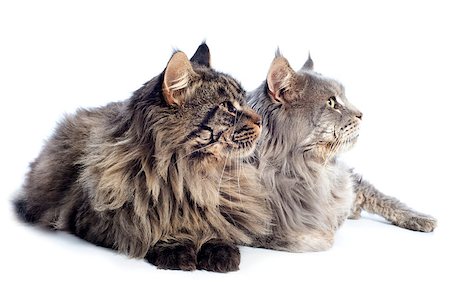 simsearch:400-07090867,k - portrait of a purebred  maine coon cats on a white background Photographie de stock - Aubaine LD & Abonnement, Code: 400-06556718