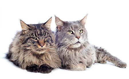 simsearch:400-07090867,k - portrait of a purebred  maine coon cats on a white background Photographie de stock - Aubaine LD & Abonnement, Code: 400-06556719