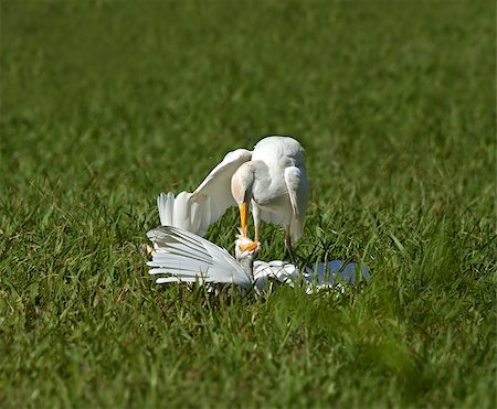 A Cattle Egret attacking another one, standing on it and pecking at its head Photographie de stock - Aubaine LD & Abonnement, Code: 400-06556754