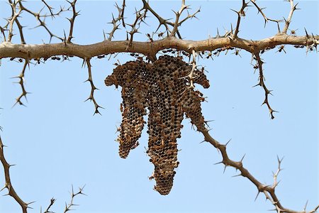 Wasp nest with different stages of larval development visible in nest cells. Adult Wasps busy around nest. Seen in Farasutu Forest, The Gambia. Foto de stock - Royalty-Free Super Valor e Assinatura, Número: 400-06556946