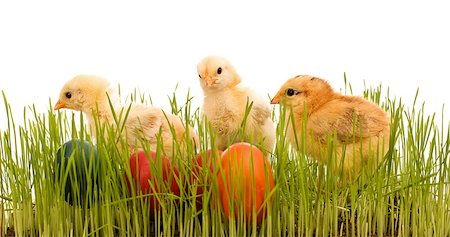 simsearch:400-04621574,k - Easter chickens in the grass with colorful eggs - isolated Stock Photo - Budget Royalty-Free & Subscription, Code: 400-06557010