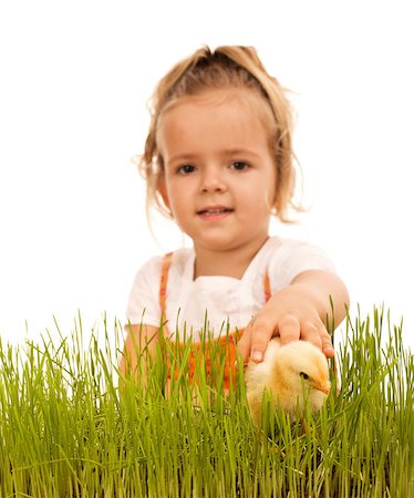 simsearch:824-02888964,k - Little girl catching fluffy chicken in the grass - focus on the hand,  isolated Foto de stock - Royalty-Free Super Valor e Assinatura, Número: 400-06557011