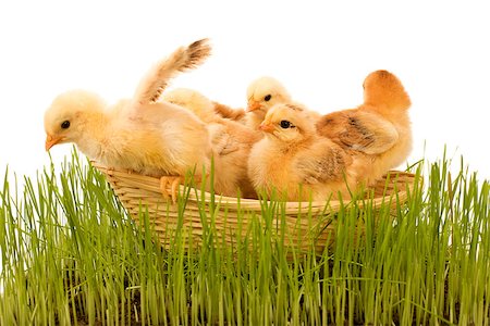 simsearch:400-04621574,k - Basketful of fluffy yellow spring chickens in the grass Stock Photo - Budget Royalty-Free & Subscription, Code: 400-06557012