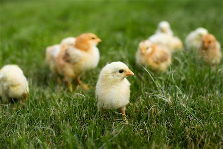simsearch:400-06692271,k - Young chickens in the renewing grass layer in spring Stock Photo - Budget Royalty-Free & Subscription, Code: 400-06557013