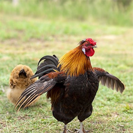 sherjaca (artist) - Cockerel male bantam rooster on guard protects female hen looking for food on grassy farm land Fotografie stock - Microstock e Abbonamento, Codice: 400-06557400