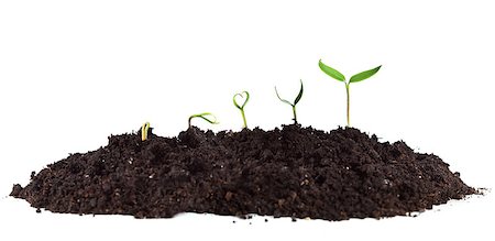 simsearch:700-03403883,k - Young seedlings growing in soil heap - isolated Foto de stock - Royalty-Free Super Valor e Assinatura, Número: 400-06557442