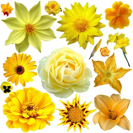 simsearch:400-05713050,k - yellow flower collage Stock Photo - Budget Royalty-Free & Subscription, Code: 400-06557552