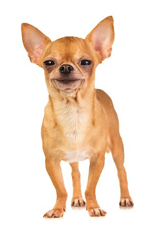 simsearch:400-05732957,k - Smiling short-coated chihuahua on a white background Foto de stock - Royalty-Free Super Valor e Assinatura, Número: 400-06557582