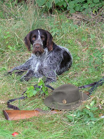 simsearch:400-06557689,k - Hunting still life with Bohemian Wire-haired Pointing Griffon Photographie de stock - Aubaine LD & Abonnement, Code: 400-06557689