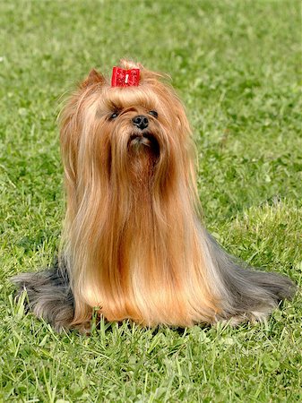 simsearch:400-07501422,k - Portrait of funny yorkshire terrier on the green grass Stock Photo - Budget Royalty-Free & Subscription, Code: 400-06557690