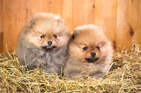Two pomeranian puppy on a straw on a background of wooden boards Stock Photo - Budget Royalty-Free & Subscription, Code: 400-06558035