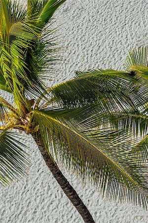 simsearch:400-06557675,k - A palm tree against a sandy beach. Foto de stock - Super Valor sin royalties y Suscripción, Código: 400-06558132