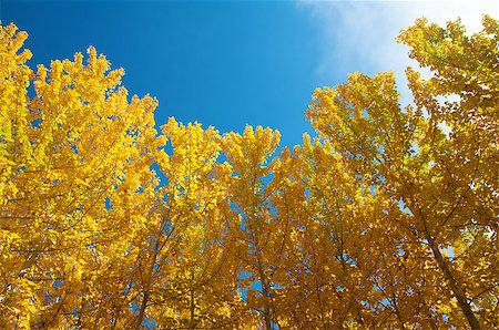 fall aspen leaves - View of Fall Aspen Trees , Leh District in the state of Jammu and Kashmir, India. Stock Photo - Budget Royalty-Free & Subscription, Code: 400-06558386