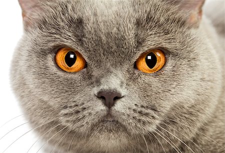 blue british shorthair cat, close up portrait Foto de stock - Super Valor sin royalties y Suscripción, Código: 400-06558834