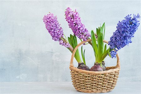 simsearch:400-07427493,k - Three hyacinth in a basket on light wood background Foto de stock - Royalty-Free Super Valor e Assinatura, Número: 400-06558881