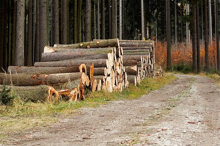 simsearch:400-04882349,k - Pile of wood near forest road logs ready for winter Foto de stock - Super Valor sin royalties y Suscripción, Código: 400-06558933