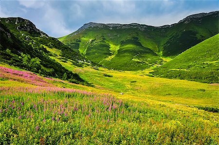 Mountain green meadow with wild flowers in High Tatras, Slovakia Stock Photo - Budget Royalty-Free & Subscription, Code: 400-06559369