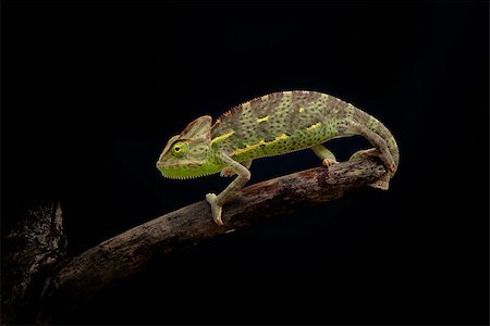 yemen chameleon Stock Photo - Budget Royalty-Free & Subscription, Code: 400-06559447