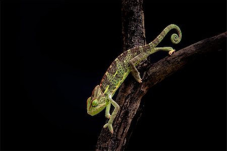 yemen chameleon Stock Photo - Budget Royalty-Free & Subscription, Code: 400-06559448