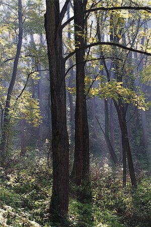 simsearch:400-04318525,k - Morning sun beams in the autumn park Stock Photo - Budget Royalty-Free & Subscription, Code: 400-06559582