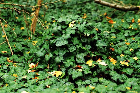 simsearch:400-05226582,k - Many leafs of ivy cover a wall Stock Photo - Budget Royalty-Free & Subscription, Code: 400-06559583