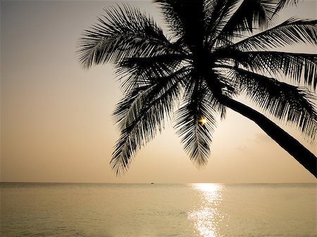 pic palm tree beach big island - Maldives, tourist place. Palm trees silhouette at sunset. Photographie de stock - Aubaine LD & Abonnement, Code: 400-06559775