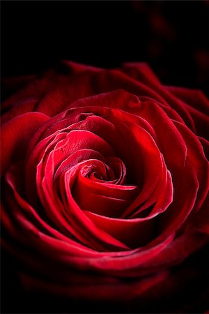 rose in black background images - Heart of the Rose Stock Photo - Budget Royalty-Free & Subscription, Code: 400-06559917