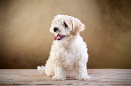 small white dog with fur - Small fluffy dog sitting on old wooden floor Stock Photo - Budget Royalty-Free & Subscription, Code: 400-06553854