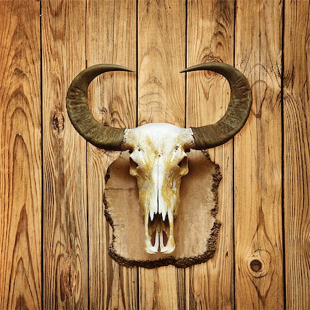 Old buffalo skull hanging on wooden wall Stock Photo - Budget Royalty-Free & Subscription, Code: 400-06564755