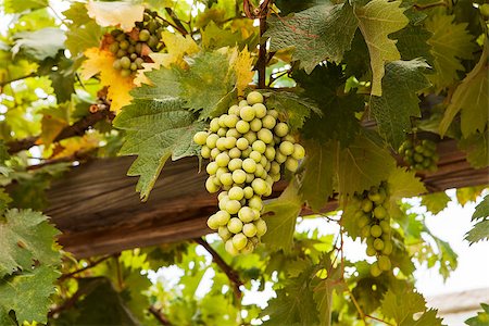 A cluster of green grapes hang from vines on a wood trellis in Galilee, Israel. Photographie de stock - Aubaine LD & Abonnement, Code: 400-06564777