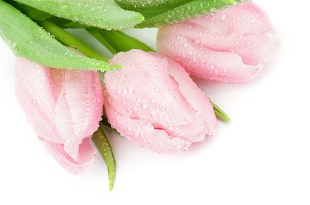 simsearch:400-08011304,k - Three Beautiful Spring Pink Tulips with Droplets closeup on white background Stock Photo - Budget Royalty-Free & Subscription, Code: 400-06564795