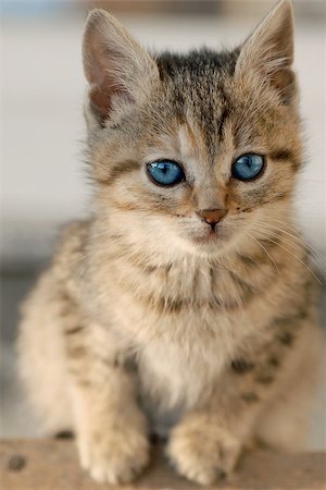 little mixed-bred baby cat with blue eye Stock Photo - Budget Royalty-Free & Subscription, Code: 400-06564947
