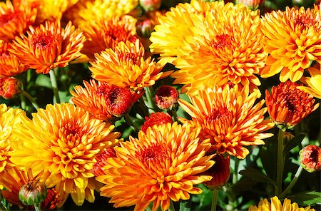 simsearch:400-04576781,k - Bush of beautiful orange autumn chrysanthemum flowers Photographie de stock - Aubaine LD & Abonnement, Code: 400-06564959